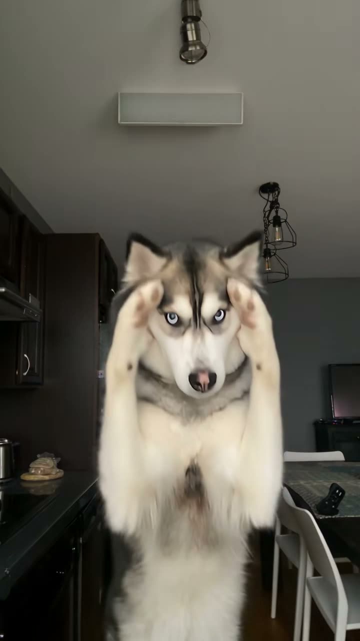 Bad Times Dog template sample frame